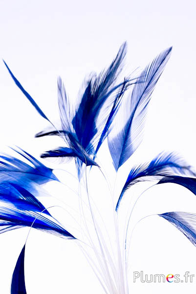 Gallo strippato – 10–15 cm – bianco–blu notte